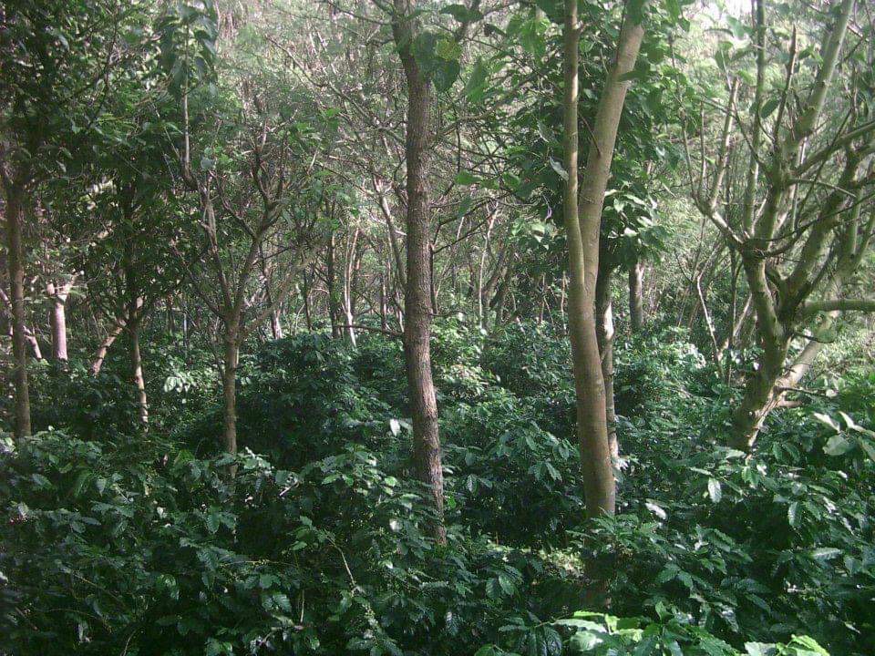 Gauribesi Estate - unverwechselbare Aromen im Kaffee aus Nepal