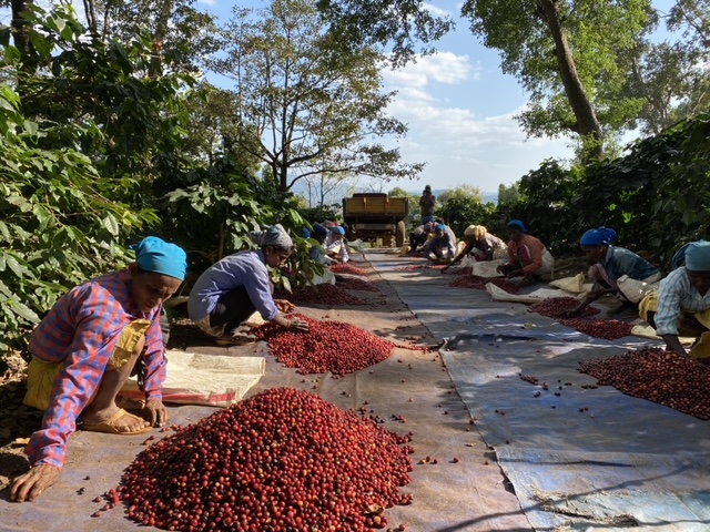 Kaffeebauern bei der Ernte von reifen Kaffeefrüchten mit Bergen an Kaffee