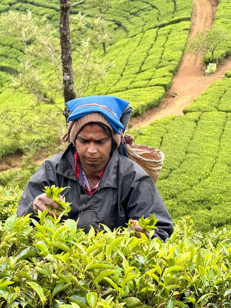 Teeanbau Tee-Ernte Sri Lanka Teequalität vor Ort