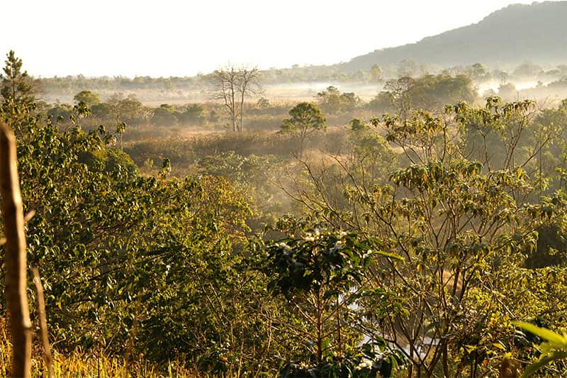 IDLINTONG_Plantage_01 IDLINTONG_Plantage_01