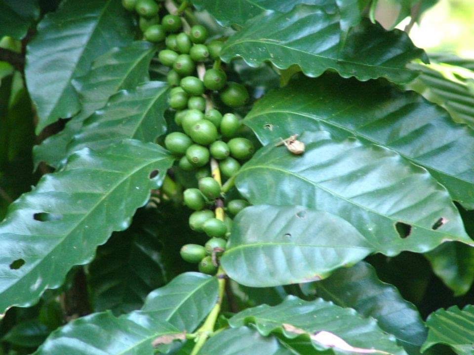 Gauribesi Estate - unverwechselbare Aromen im Kaffee aus Nepal