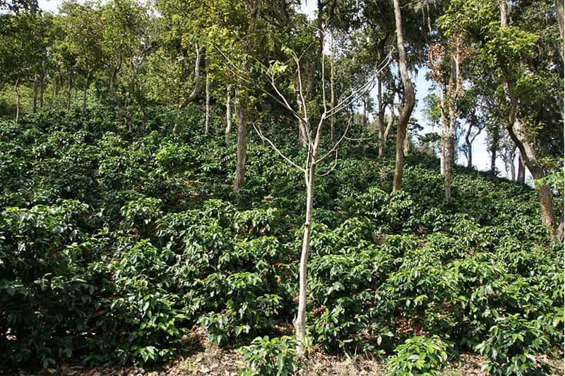 Bild zur Plantage  Wallenford Estate - herausragender Kaffee Blue Mountain Region Jamaika