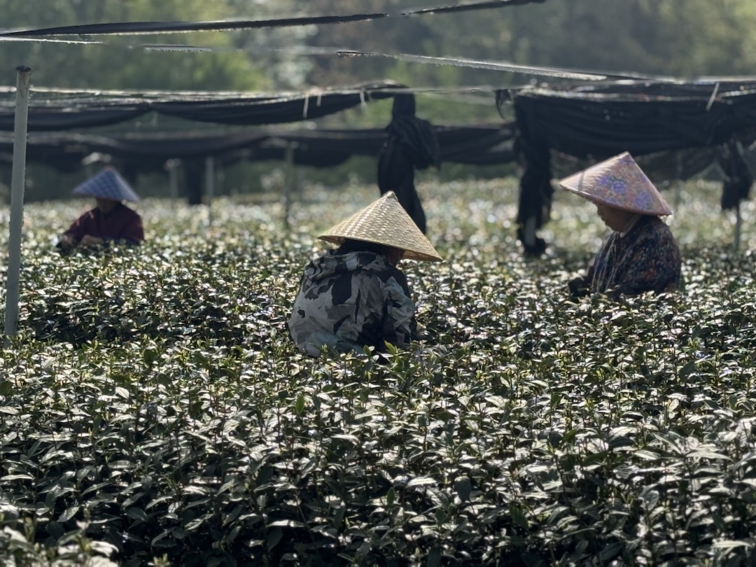 Teeanbau Tee-Ernte China Teeverarbeitung hohe Qualität Grüner Tee Schwarzer Tee Ursprung