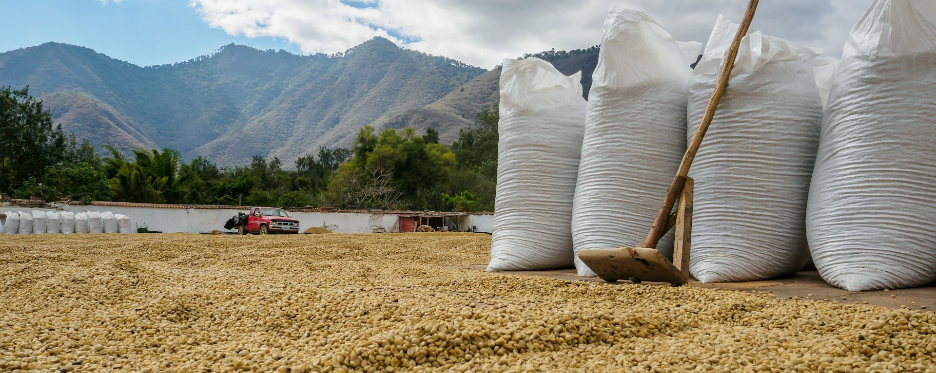 Bild zur Plantage  Nova Cafe des Mamas - seltene Kaffee Perlbohnen aus Ruanda