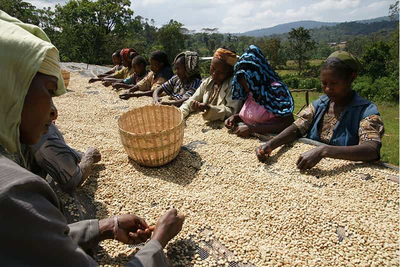 Bild zur Plantage  Baragwi Farmers Cooperative Society Limited - ideale Voraussetzungen für Kaffeeanbau in Kenia