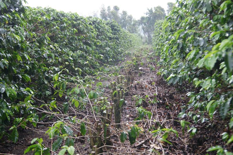 Bild zur Plantage  La Falda Yellow Honey - ideale Kaffee Bedingungen in Costa Rica