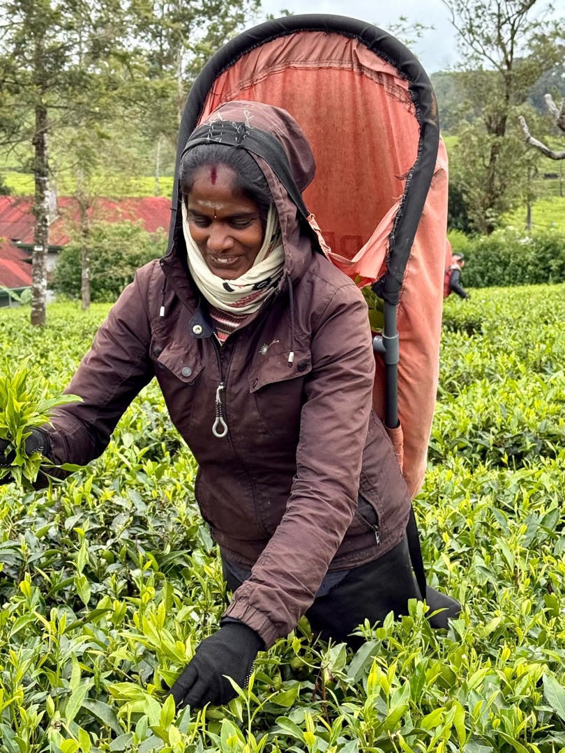 Teeanbau Tee-Ernte Sri Lanka Teequalität vor Ort