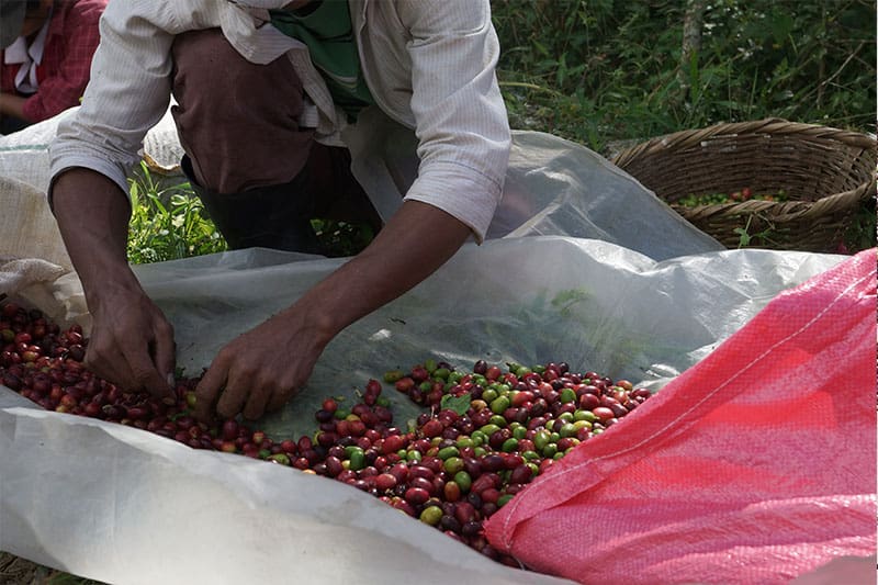 Finca Liquidambar - Kaffee in höchster Qualität aus Mexiko