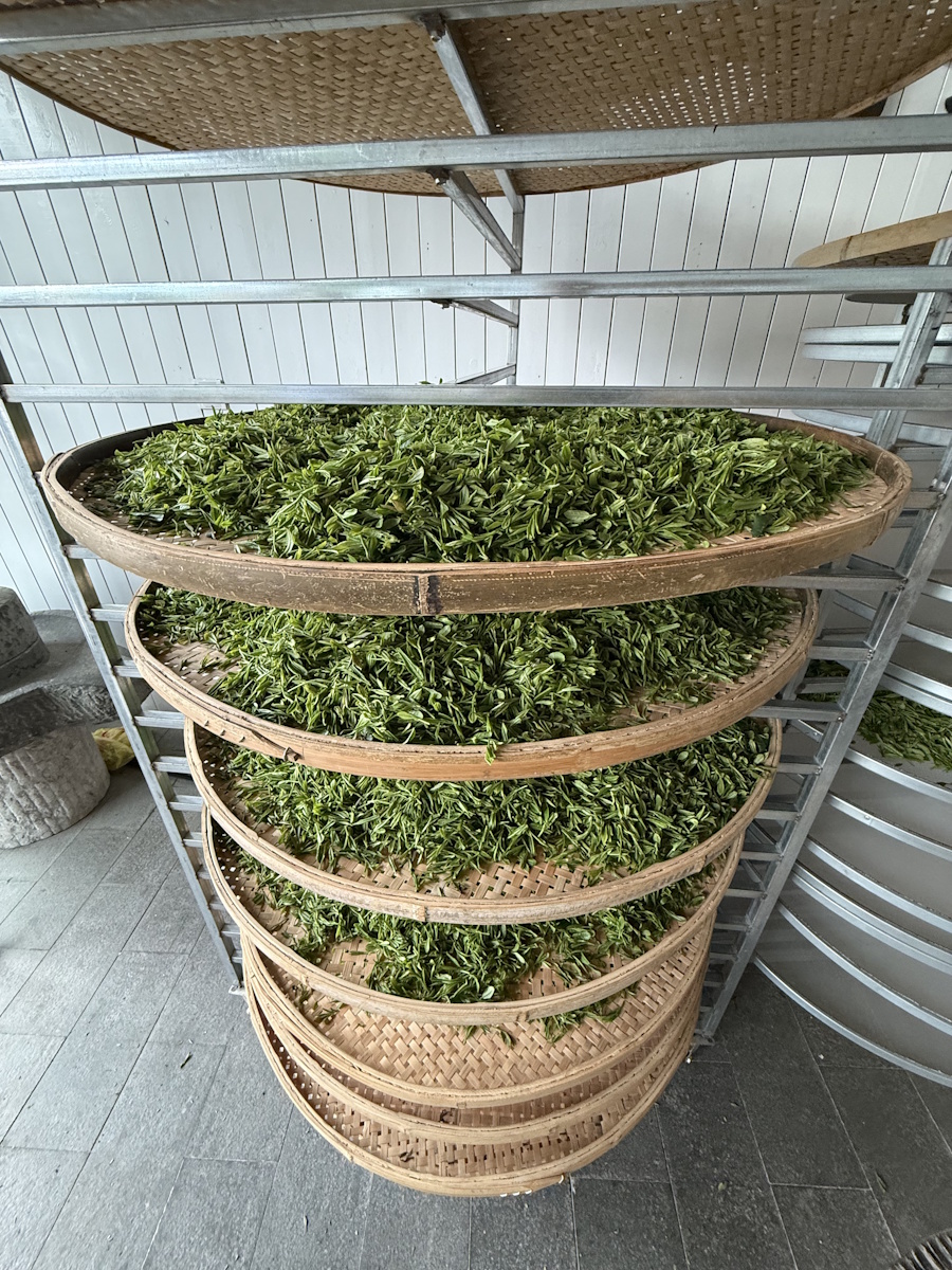 Teeanbau Tee-Ernte China Teeverarbeitung hohe Qualität Grüner Tee Schwarzer Tee Ursprung