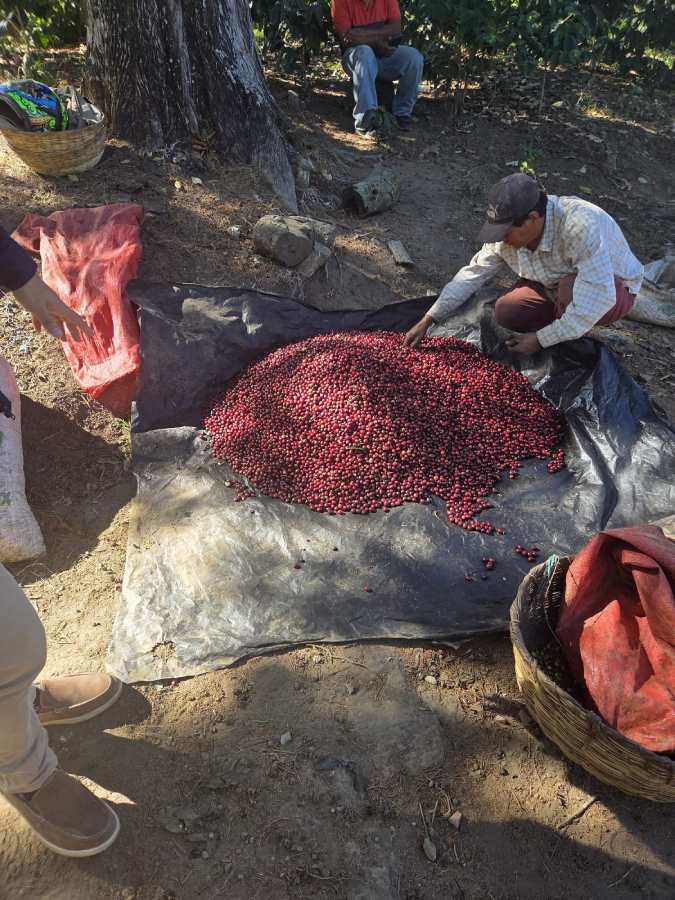 Kaffeefrucht auf Plantage beim ernten