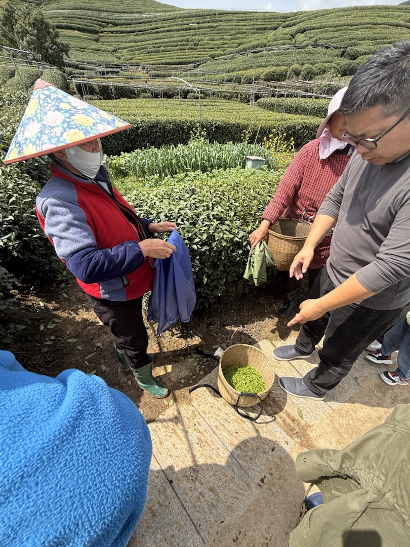 Teeanbau Tee-Ernte China Teeverarbeitung hohe Qualität Grüner Tee Schwarzer Tee Ursprung