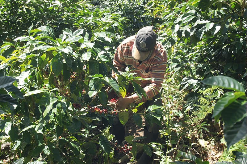 Bild zur Plantage  El Limoncillo Estate, Farmer Erwin Mierisch - erstklassige Kaffees aus Nicaragua
