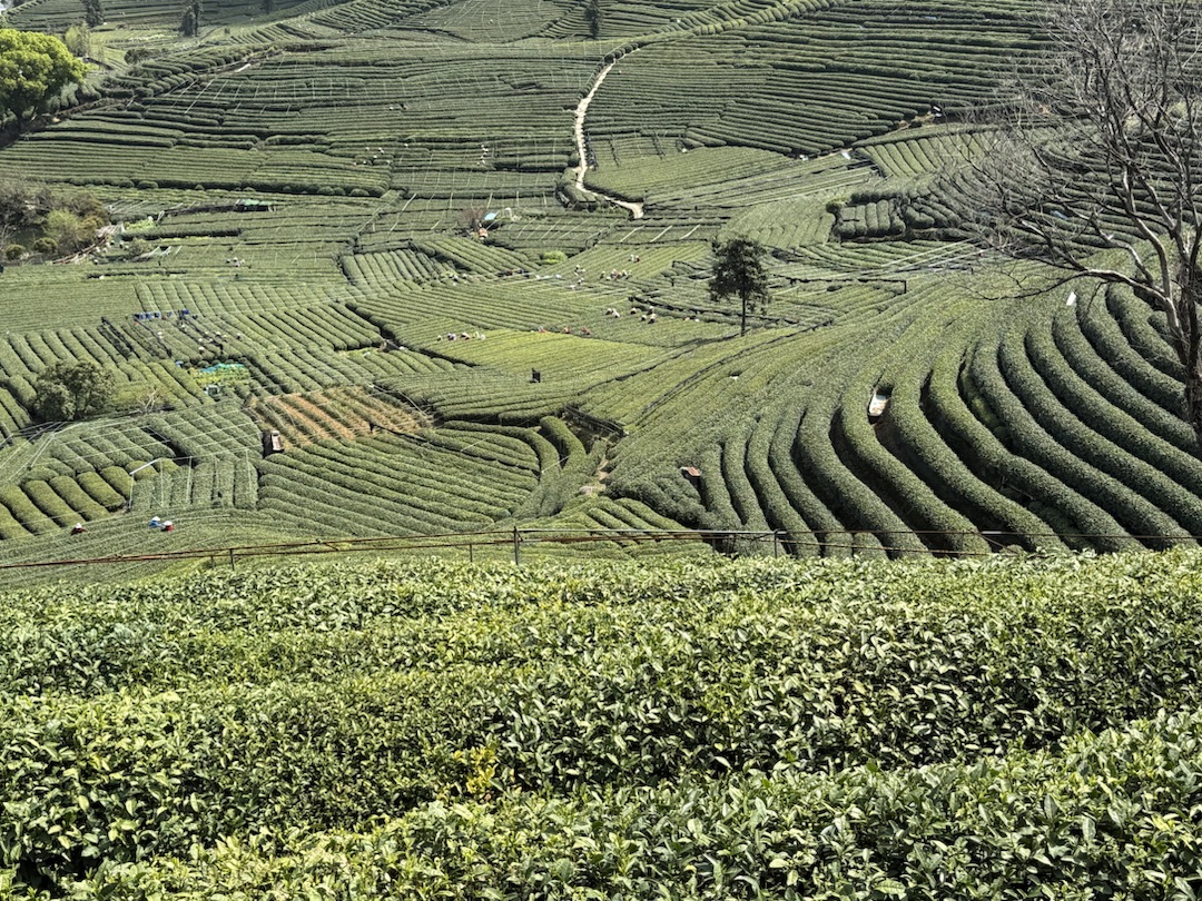 Teeanbau Tee-Ernte China Teeverarbeitung hohe Qualität Grüner Tee Schwarzer Tee Ursprung