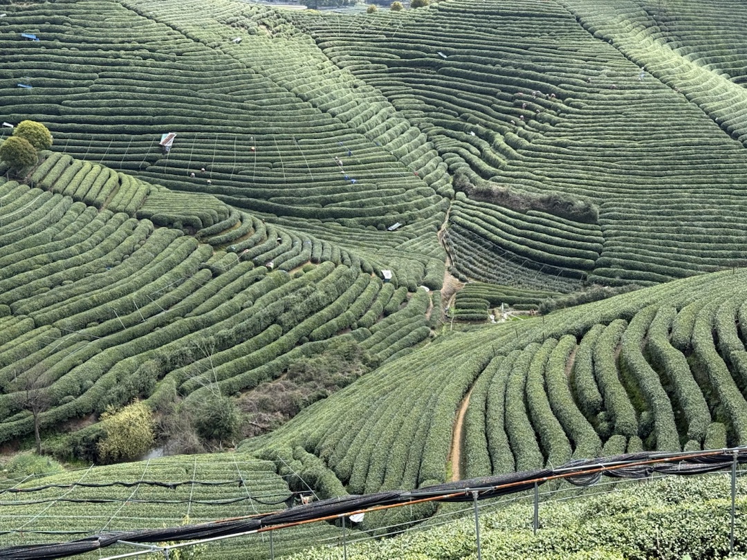 Teeanbau Tee-Ernte China Teeverarbeitung hohe Qualität Grüner Tee Schwarzer Tee Ursprung