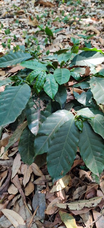 Finca Las Veraneras - herausragende Kaffeebohnen und Aromen aus El Salvador