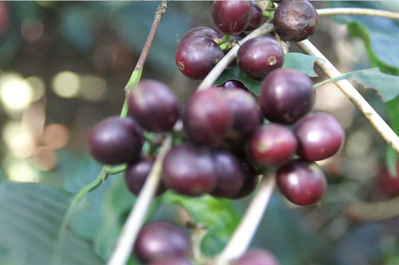 Sigri Estate - exquisiter prämierter Kaffee aus Papua-Neuguinea
